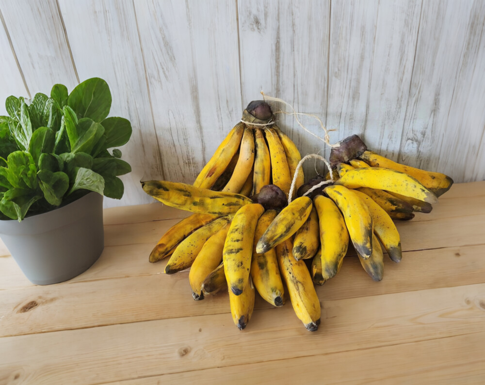 Bananas de Pano