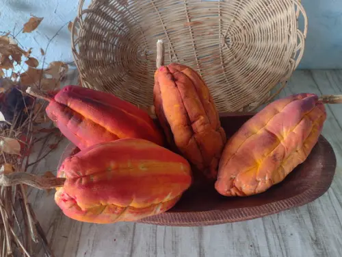 Cacau de Tecido (2 Unidades)
