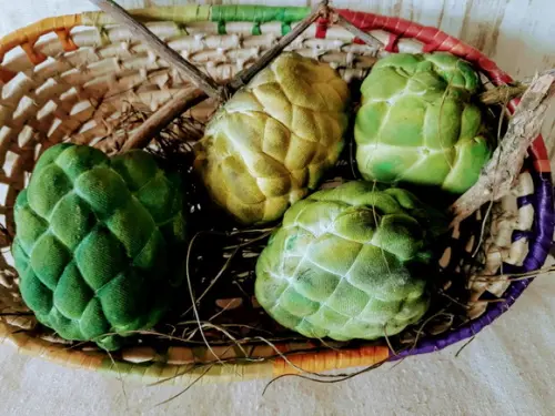 Fruta do Conde em Tecido