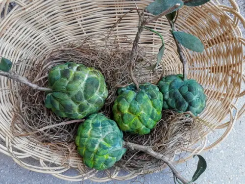Fruta do Conde em Tecido