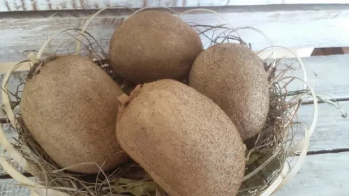 Kiwi em Tecido