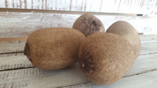 Kiwi em Tecido