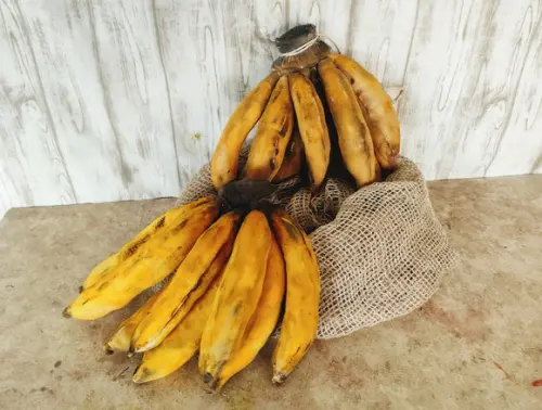 Palma de Banana em Tecido