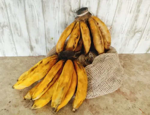 Palma de Banana em Tecido