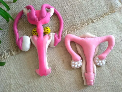 Sistemas Reprodutores Masculino e Feminino
