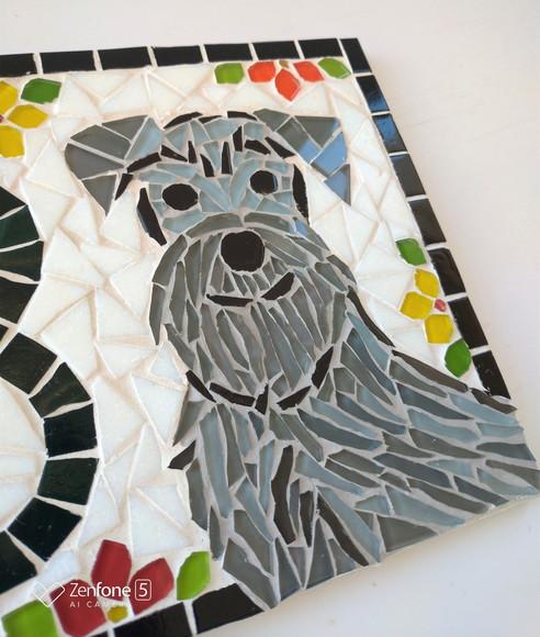 Número para Casa Schnauzer