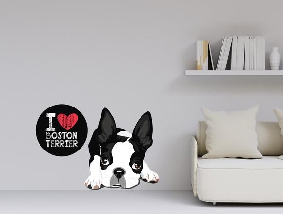 Adesivo cachorro - boston terrier