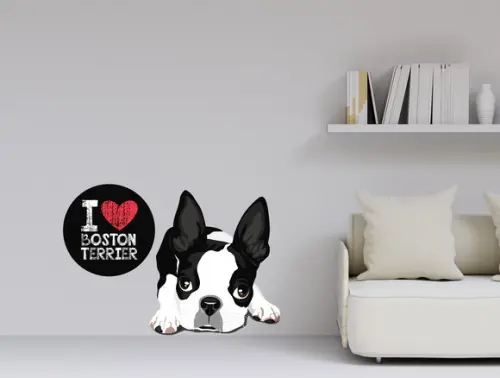 Adesivo cachorro - boston terrier