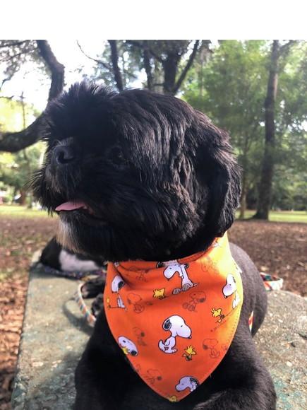 Bandana Pet Laranja com Extensor