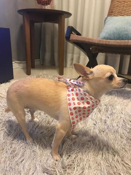 Bandana Pet de Amarrar Ossinhos