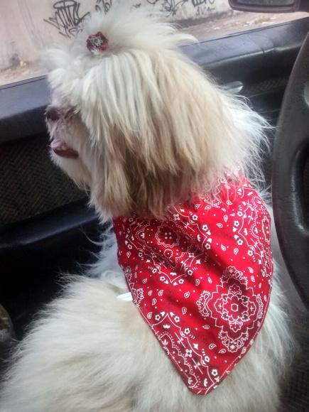 Bandana Pet Vermelha