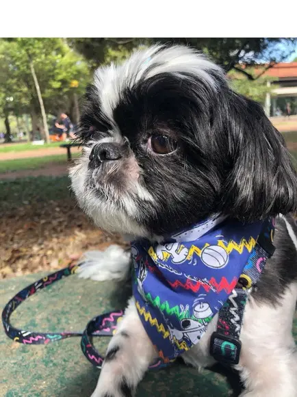Bandana Pet Azul com Extensor