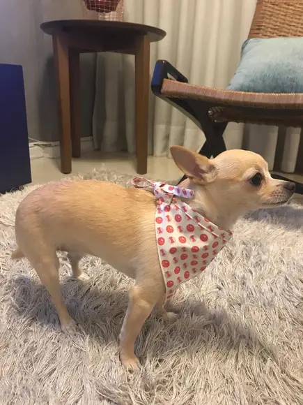 Bandana Pet de Amarrar Ossinhos