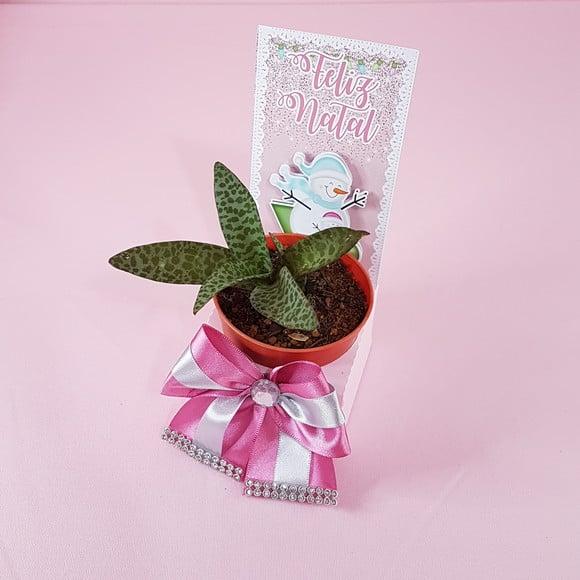 Arquivo Silhouette Caixa Plantinha Suculenta Nata