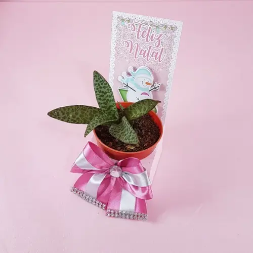 Arquivo Silhouette Caixa Plantinha Suculenta Nata