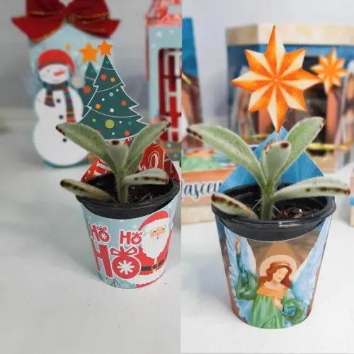 Arquivo Silhouette Embalagem Suculenta Natal
