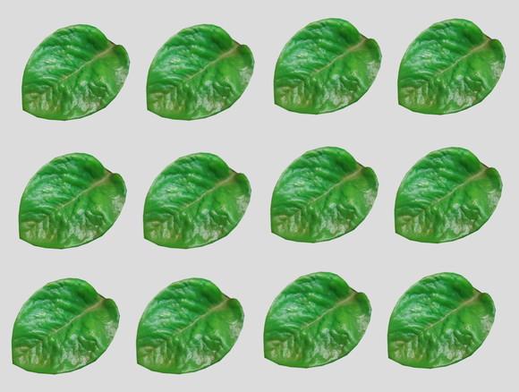 Lembrancinha Folha Arvore Mata Natureza Floresta Planta Zen jurem