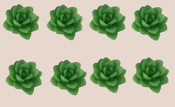 Lembrancinha mini Suculenta Folha Planta Cacto Flor deserto sert?