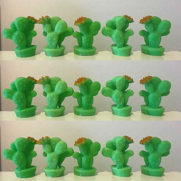 Lembrancinha Suculenta Cacto Nordeste Planta Flor Sertão