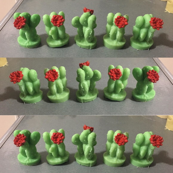 Lembrancinha Suculenta Cacto Nordeste Planta Flor Sertão