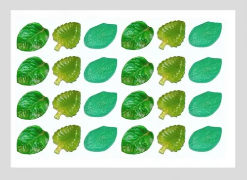 Lembrancinha Folha Arvore Mata Natureza Floresta Planta Zen jurem