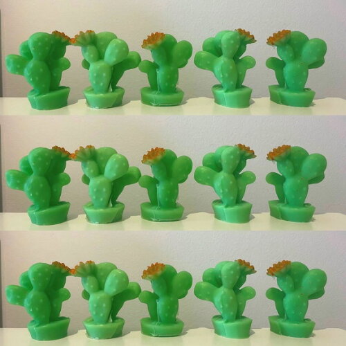 Lembrancinha Suculenta Cacto Nordeste Planta Flor Sertão