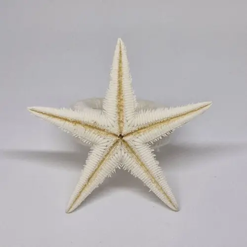Porta Guardanapo Estrela do Mar Natural