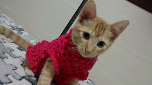 Roupa de gato de crochê