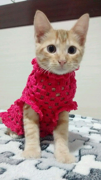 Roupa de gato de crochê