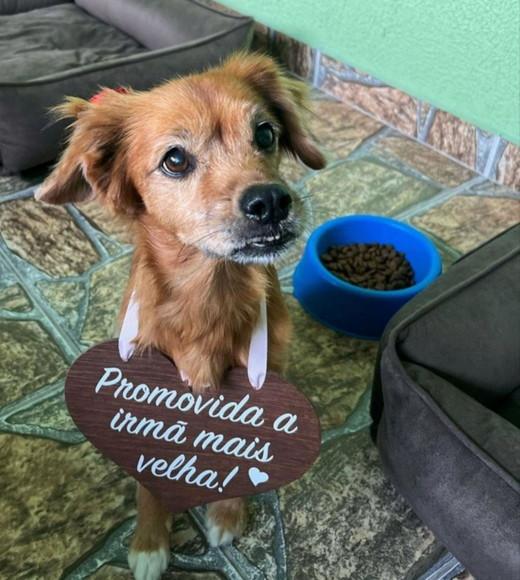 Placa Ensaio Promovida- Promovido para Pet em mdf