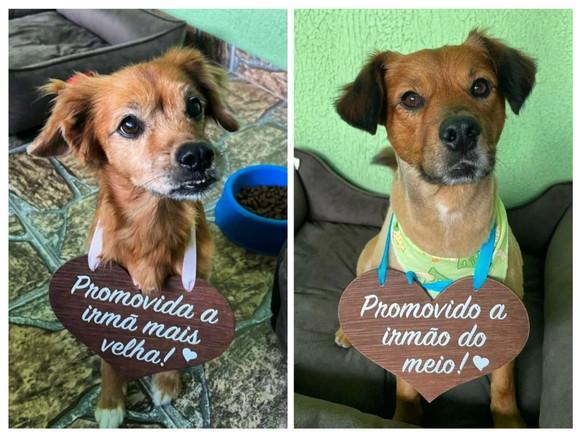 Placa Ensaio Promovida- Promovido para Pet em mdf