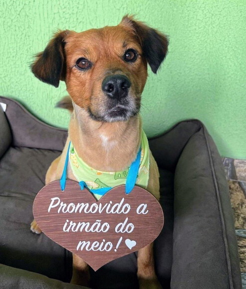 Placa Ensaio Promovida- Promovido para Pet em mdf