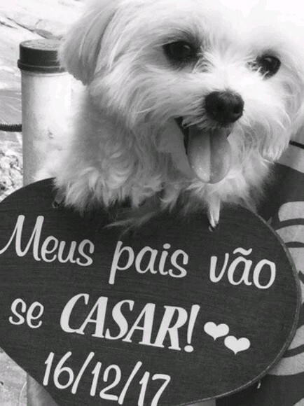 Placa Ensaio para 1 Pet Meus Pais Vão se Casar