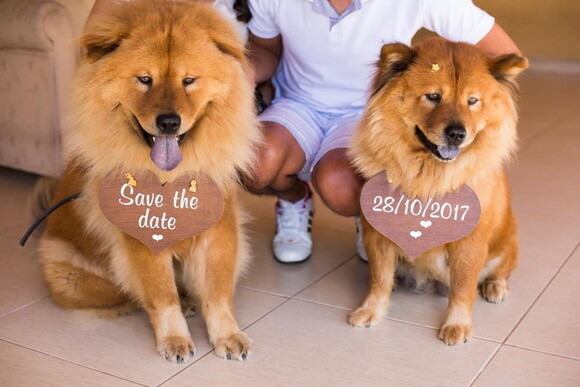 Placas Save The Date para 2 Pets em mdf