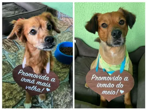 Placa Ensaio Promovida- Promovido para Pet em mdf