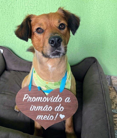 Placa Ensaio Promovida- Promovido para Pet em mdf
