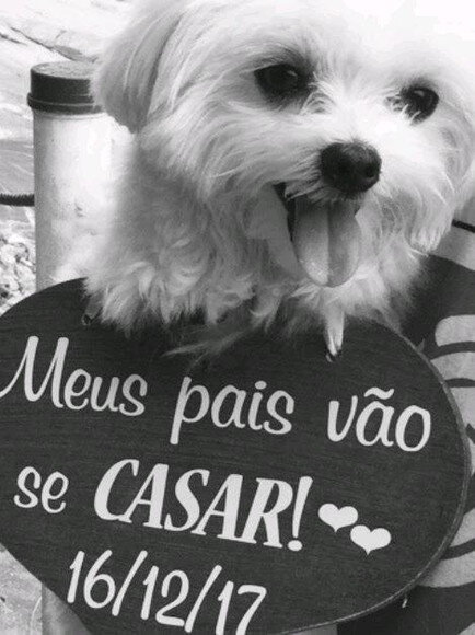 Placa Ensaio para 1 Pet Meus Pais Vão se Casar