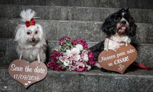 Placas Save The Date para 2 Pets em mdf