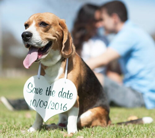Placa Save The Date para 1 Pet Branca