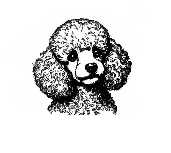 Matriz Bordado Cão Realista Poodle 2