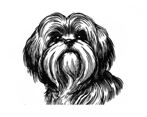 Matriz Bordado Cachorro Shih Tzu Realista