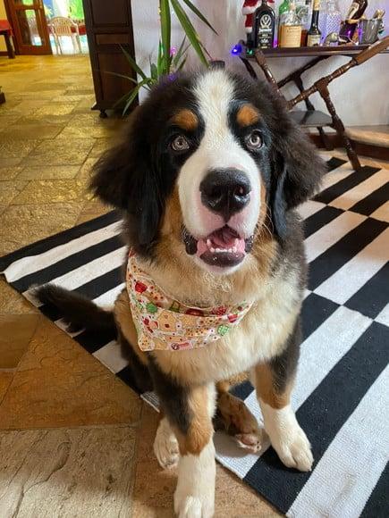 Bandana Pet Personalizada Pp ou P Natal