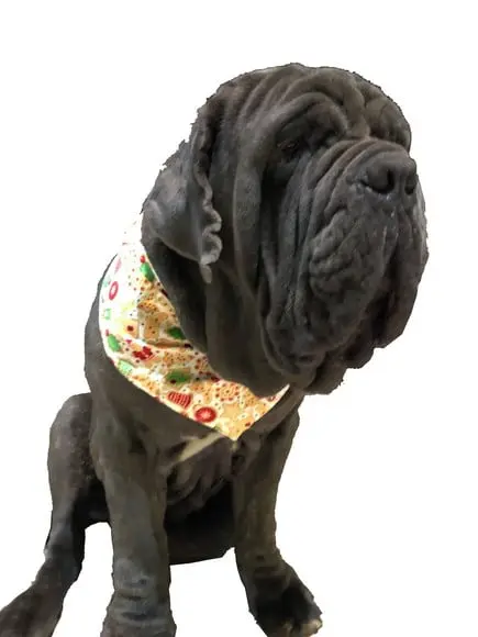 Bandana Pet Personalizada Gg Natal