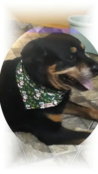 Bandana Pet Personalizada Gg Natal