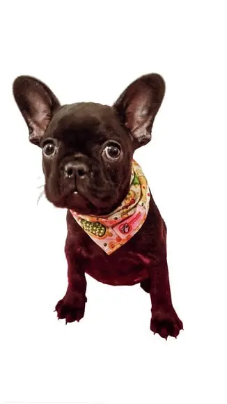 Bandana Pet Personalizada Pp ou P Natal
