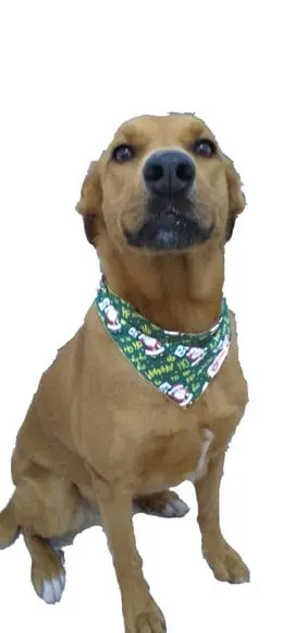 Bandana Pet Personalizada m ou G Natal