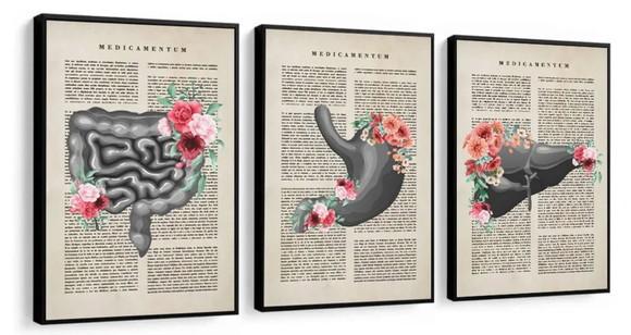 3 Quadros Anatomia Consultório Medicina Decoração Moldura