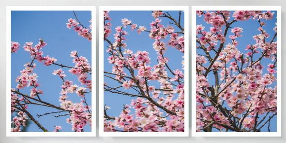 3 Quadros Arvore Cerejeira Flor Rosa Decoração Com Molduras