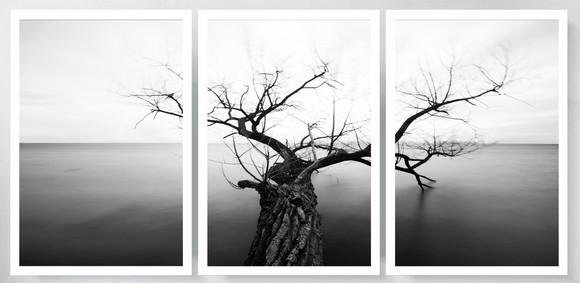 3 Quadros Arvore Paisagem Preto e Branco Decoração Moldura