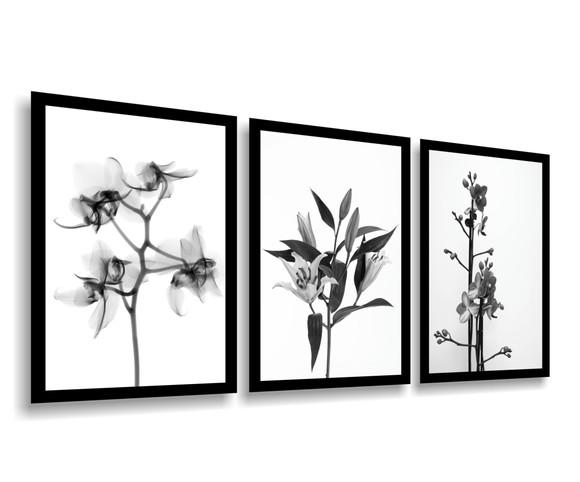 3 Quadros Decorativos Botânico Flores Preto e Branco Moldura